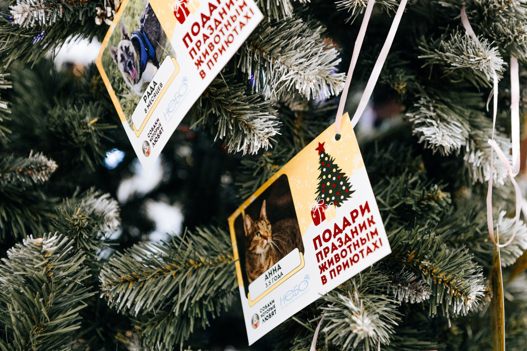 Котики, которые любят 2026 6.jpg